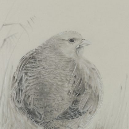 Grey Partridge.tif